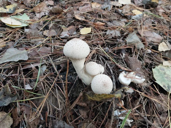 Champignons Cultivés Dans Une Forêt Automne — Photo