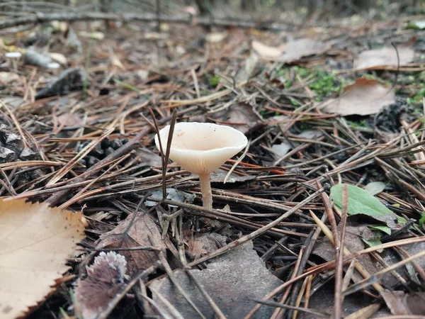 秋の森で育ったキノコ — ストック写真