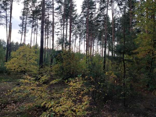 Осенний Лес Лиственных Красках — стоковое фото