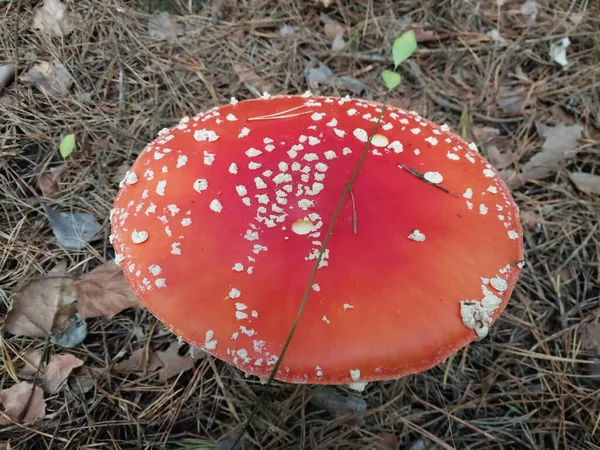 Röd Fluga Agarisk Växte Skog — Stockfoto