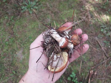 Mantarlar sonbahar ormanlarında yetişir.