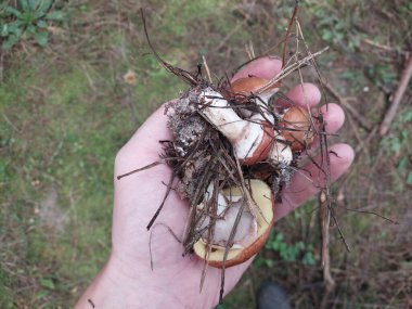 Mantarlar sonbahar ormanlarında yetişir.