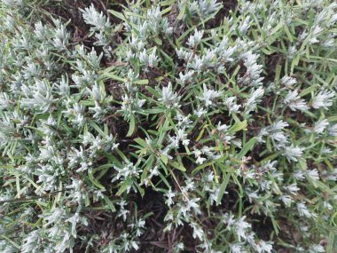 Bitkilerin ve çimenlerin yeşil arkaplanı