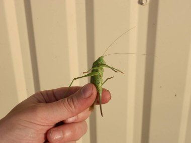 Büyük yeşil çekirge Peygamber devesi için dua ediyor.
