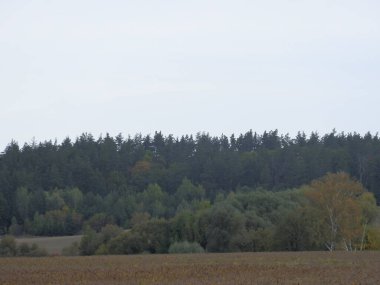 Yeşillik renklerinde sonbahar ormanı