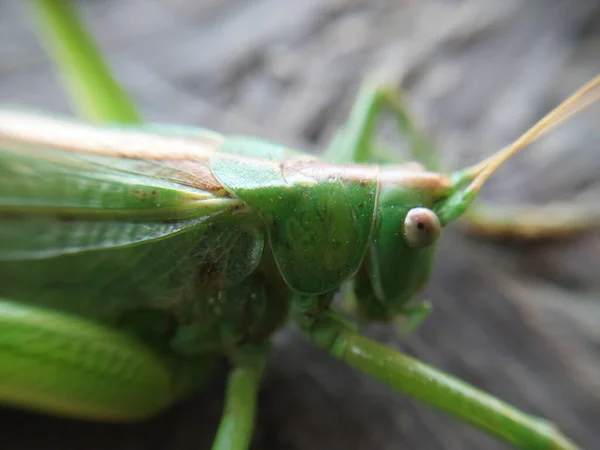 Stor Grön Gräshoppa Ber Mantis — Stockfoto