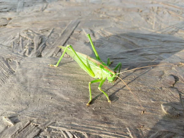 Stor Grön Gräshoppa Ber Mantis — Stockfoto