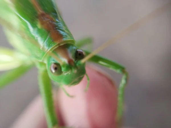 Stor Grön Gräshoppa Ber Mantis — Stockfoto