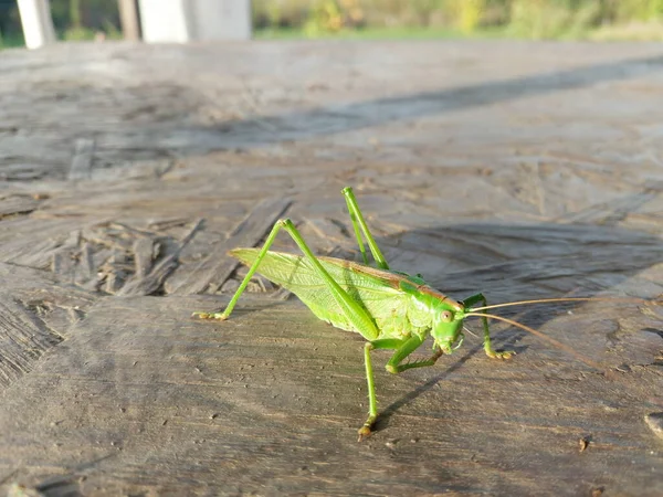 Gran Saltamontes Verde Rezando Mantis — Foto de Stock