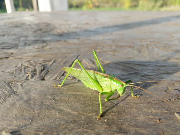 Grande Sauterelle Verte Priant Mante — Photo