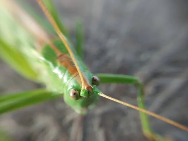 Gran Saltamontes Verde Rezando Mantis — Foto de Stock