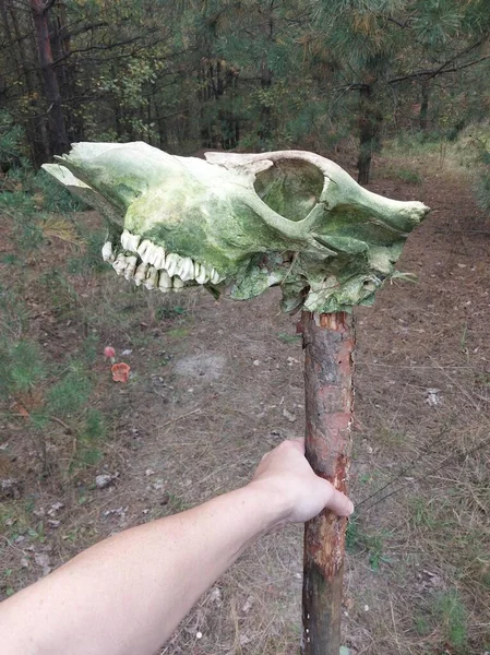 Animal Skull Staff Stick — Stock Photo, Image