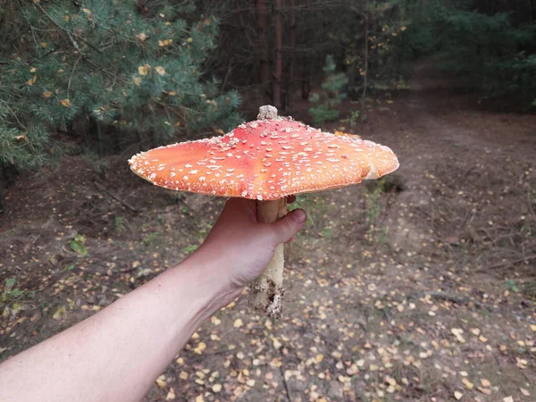 Red Fly Agaric Grew Forest — Stock Photo, Image