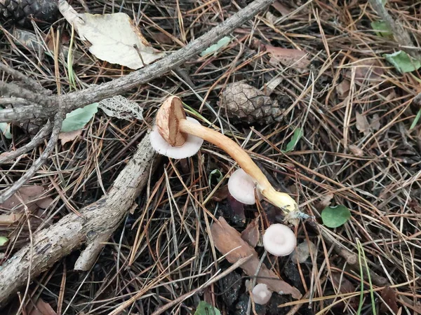 Mushrooms Grown Autumn Forest — Stock Photo, Image