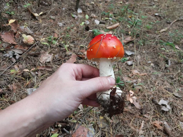 Red Fly Agaric Grew Forest — Stock Photo, Image