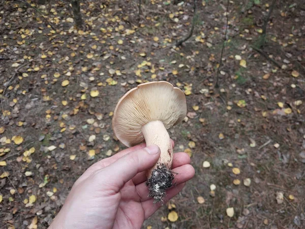 秋の森で育ったキノコ — ストック写真