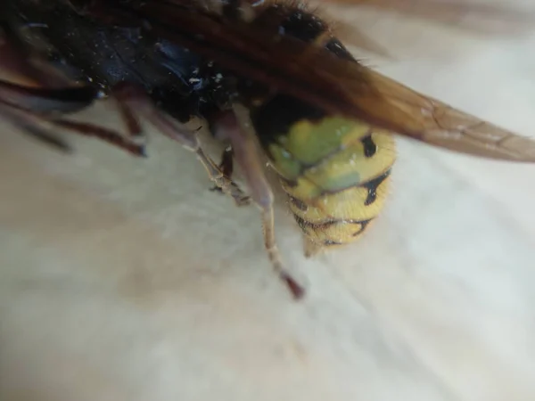 Körper Einer Großen Gelben Wilden Wespe — Stockfoto