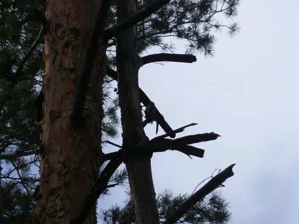 Woodpecker Knocks Tree Its Beak — Stock Photo, Image