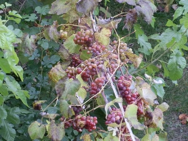 Vendemmia Matura Giardino — Foto Stock