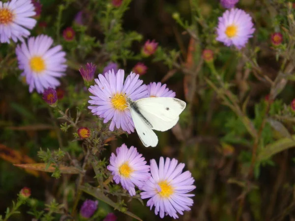 Λευκή Πεταλούδα Κάθισε Ένα Λουλούδι — Φωτογραφία Αρχείου