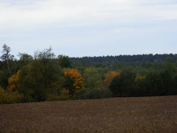Podzimní Les Barvách Listoví — Stock fotografie