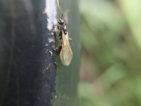 Insecten Kruipen Natuur Een Tuin — Stockfoto