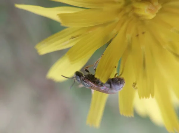 Böcekler Bahçede Doğada Sürünürler — Stok fotoğraf