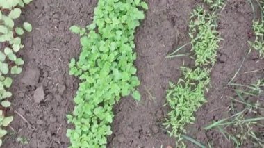 Bir demet taze yeşil sebze