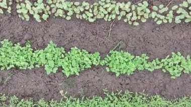 Bir demet taze yeşil sebze