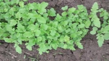 Bir demet taze yeşil sebze