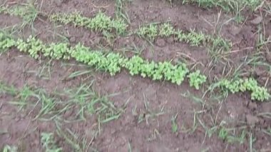 Bir demet taze yeşil sebze