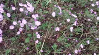 Köyde çiçek açan ormanlık.