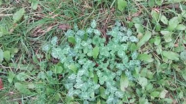 Bitkiler ve çimenlerin yeşil arkaplanı