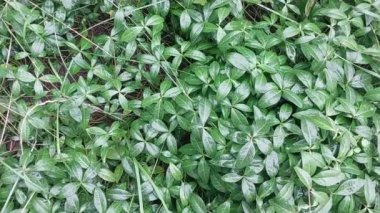 Bitkiler ve çimenlerin yeşil arkaplanı