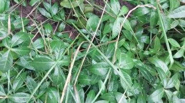 Bitkiler ve çimenlerin yeşil arkaplanı