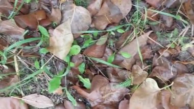 Bitkiler ve çimenlerin yeşil arkaplanı