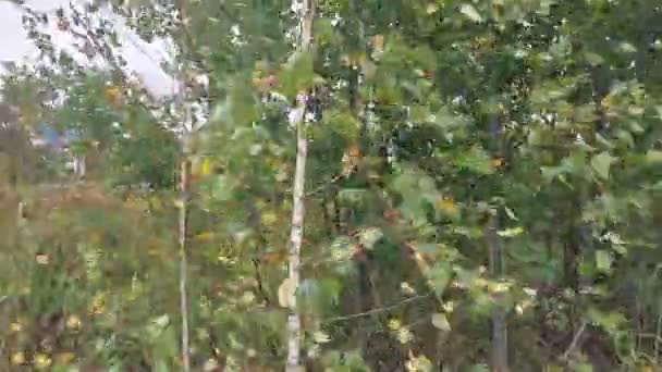 허리케인 불어와 마을의 나무들을 흔들며 — 비디오