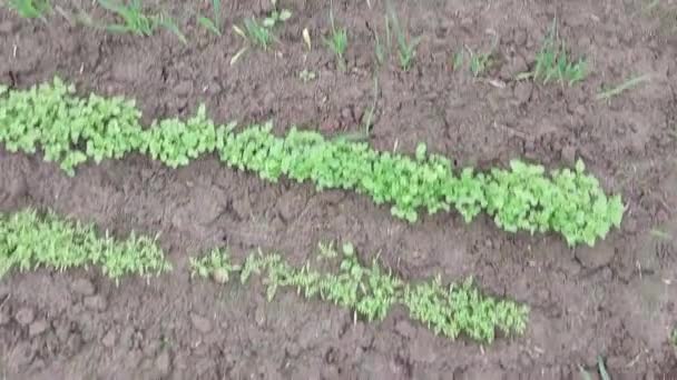 Bir Demet Taze Yeşil Sebze — Stok video
