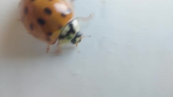 Coccinella Striscia Una Porta Bianca — Video Stock