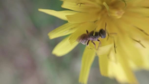 昆虫は庭で自然に這う — ストック動画