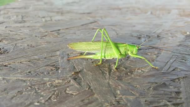 Μεγάλο Πράσινο Ακρίδα Προσεύχεται Mantis — Αρχείο Βίντεο