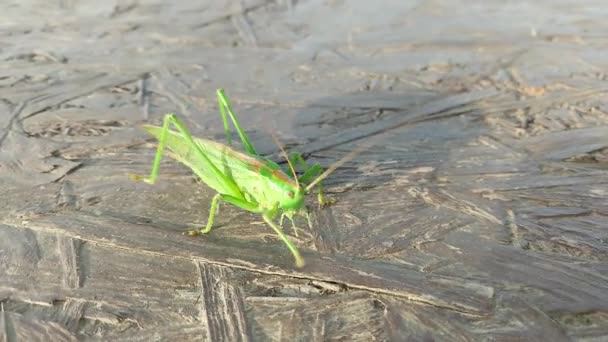 Stor Grön Gräshoppa Ber Mantis — Stockvideo