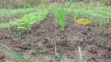 KYIV OBLAST, UKRAINE - OKTOBER 02, 2022: Elle çalışan bir elektrikli ekiciyle yatakların ekimi