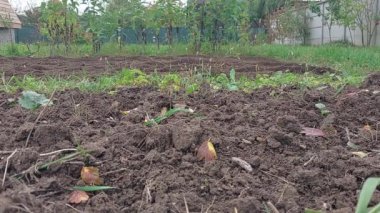 KYIV OBLAST, UKRAINE - OKTOBER 02, 2022: Elle çalışan bir elektrikli ekiciyle yatakların ekimi