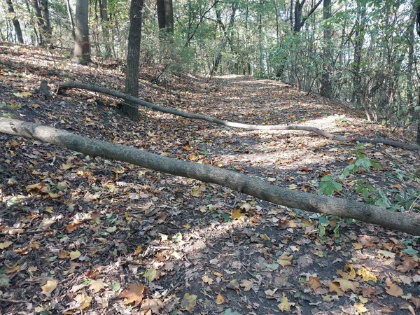 Otoño Arce Deja Parque —  Fotos de Stock