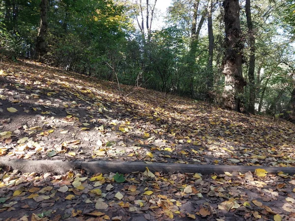 Daun Maple Musim Gugur Taman — Stok Foto