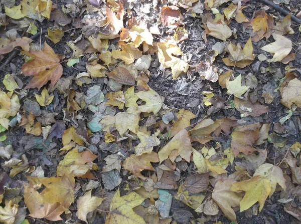 秋天的枫叶在公园里 — 图库照片