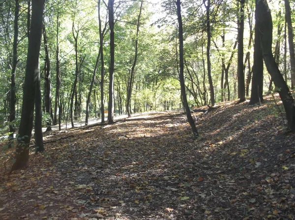 Осенние Кленовые Листья Парке — стоковое фото