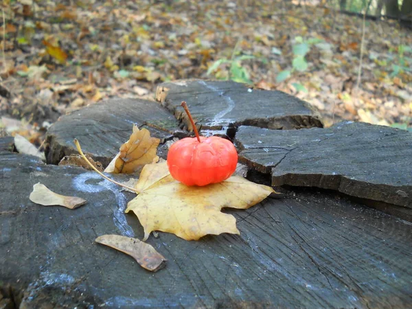 Pumpkin Background Autumn Forest Halloween — Stock Photo, Image