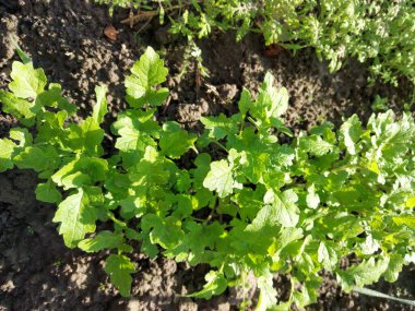 Kırsal bir bahçede yeşil sebze bitkileri